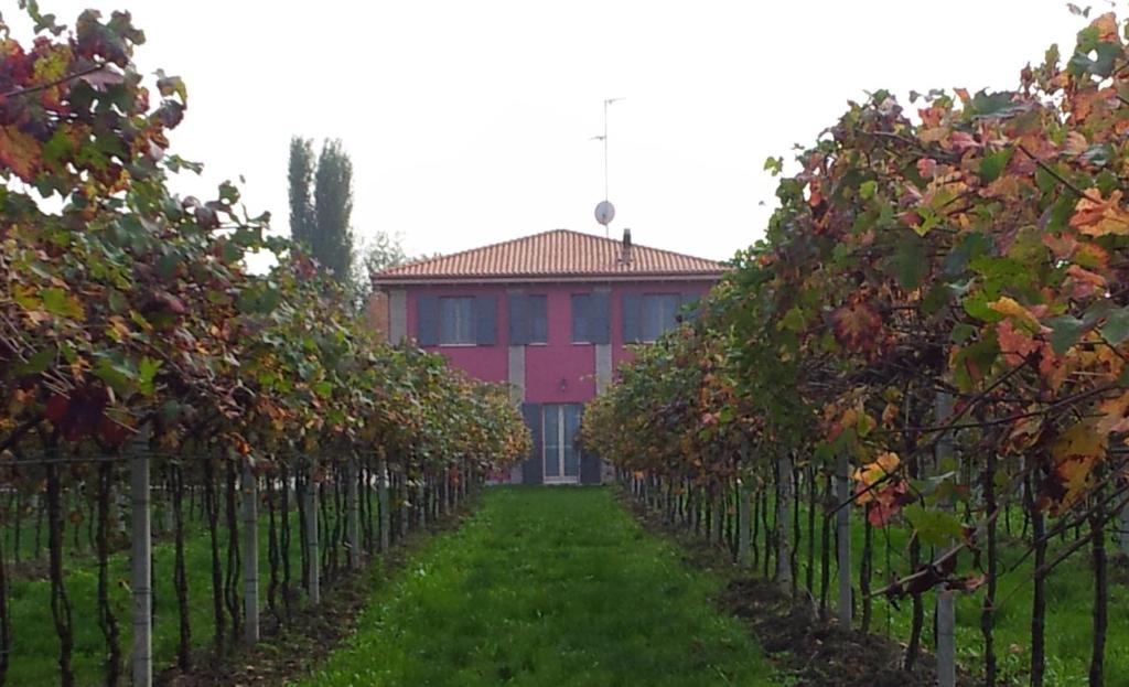 une rangée de vignes devant un bâtiment rouge dans l'établissement Agriturismo Fondo Gesù, à Sala Bolognese