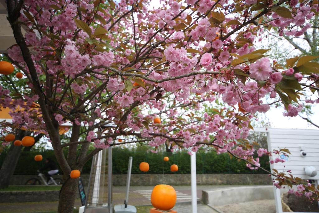 Hotel Pomaranczowa Plaza - Resim 31