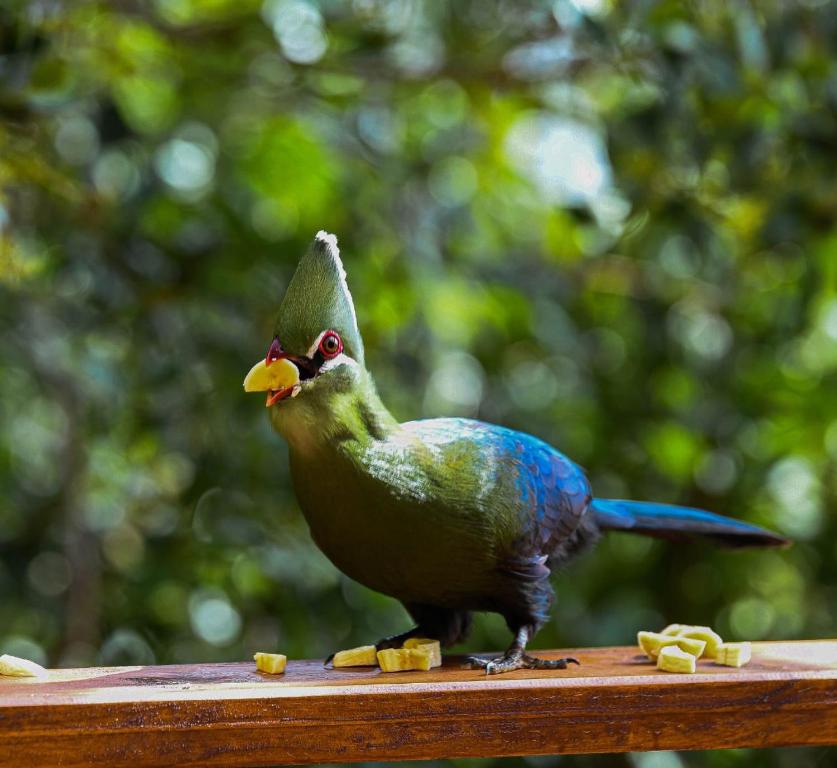 Forest Hill Wilderness - Image 27