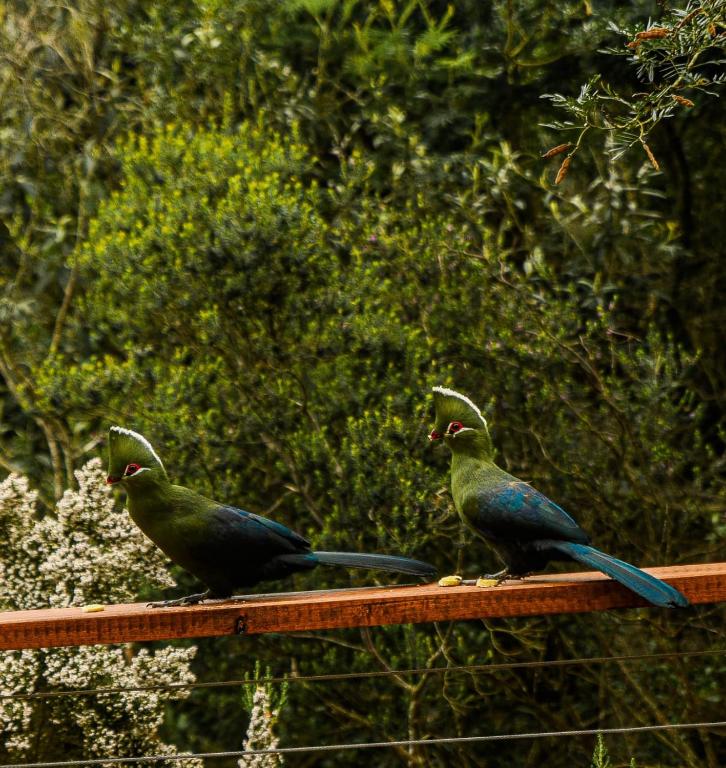 Forest Hill Wilderness - Image 28