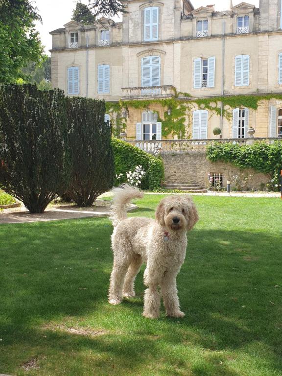 Domácí mazlíčci ubytovaní s hosty v ubytování Chateau de Varenne