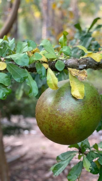  Sítio Lavras do Abade