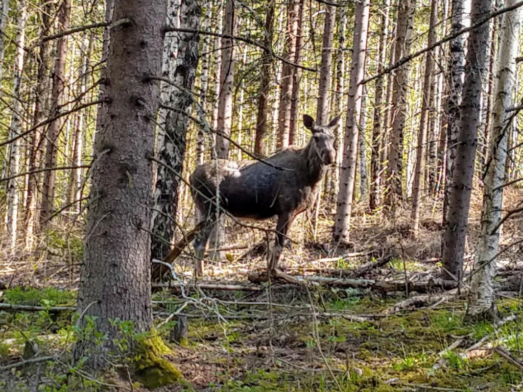 Zvířata v prázdninového domu nebo okolí