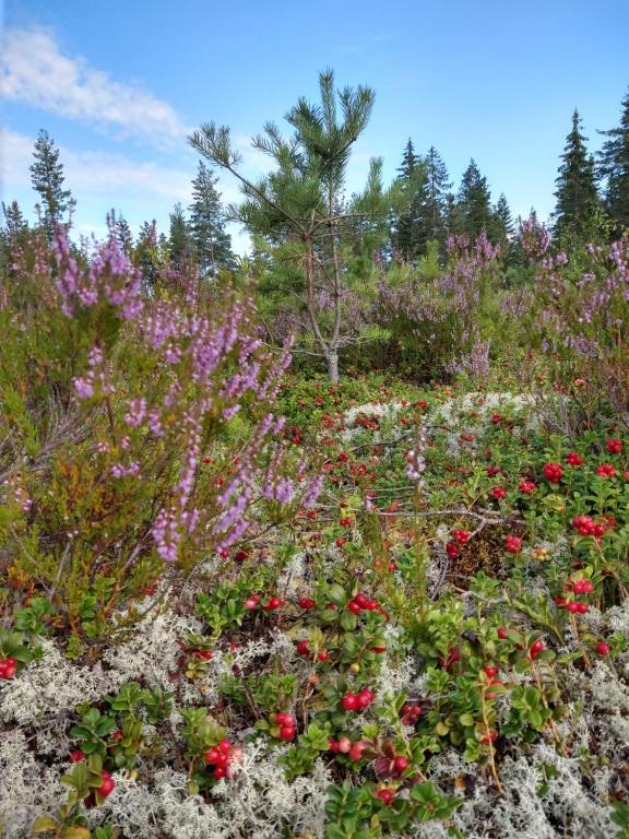 Zahrada ubytování Stuga Glaskogen