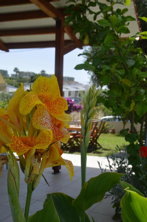 a yellow and orange flower in a garden at Anastasia Mare Studios in Pefkochori