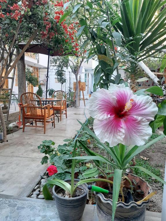 Zahrada ubytování El Huerto Hostel