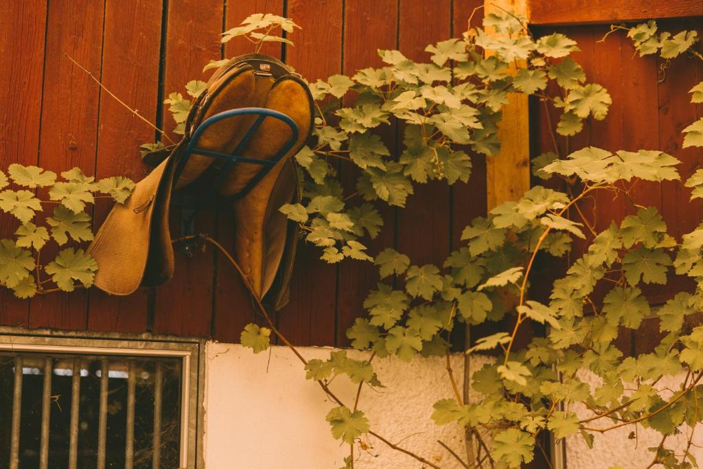 Fotografie z fotogalerie ubytování Toric Farmlodge v destinaci Brastad