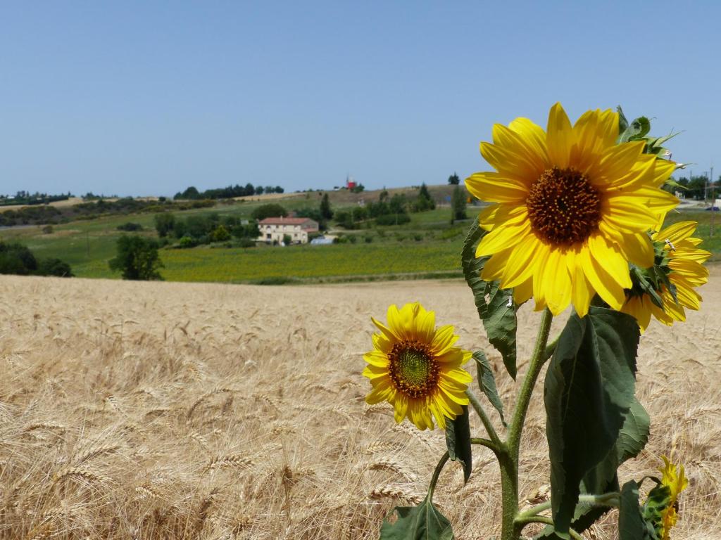 een groep gele zonnebloemen in een veld bij Gites des Camparros in Nailloux