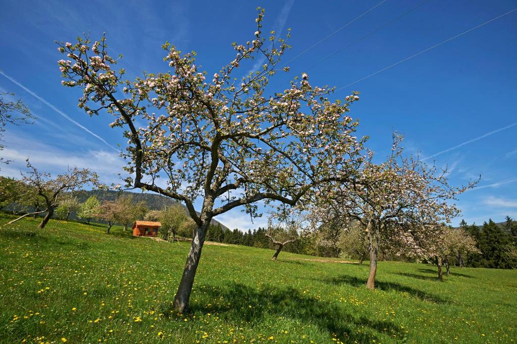 Zahrada ubytování Apartma Lesjak - pobeg v naravo