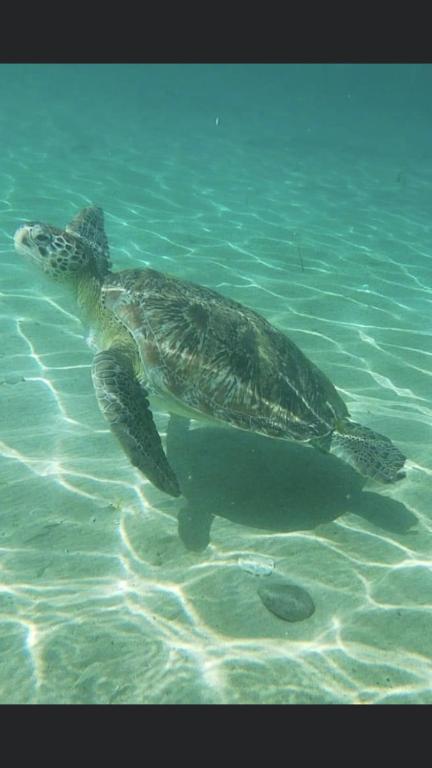Altri animali domestici presso l'appartamento o nei dintorni