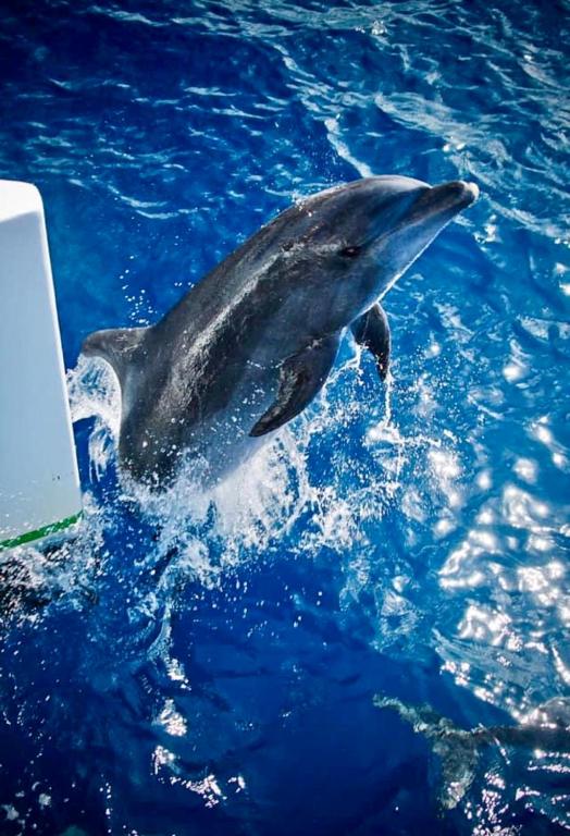 Altri animali domestici presso l'appartamento o nei dintorni
