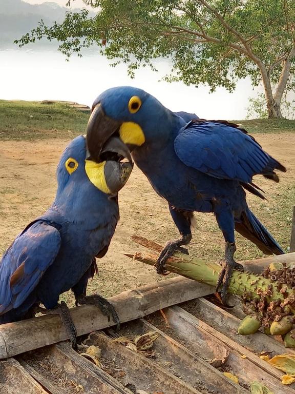  Pousada Camping Casas Porto Jofre Pantanal