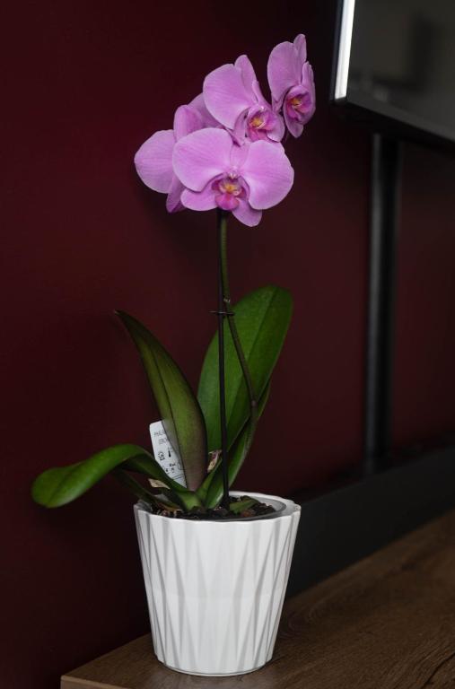 Rose Valley Apartment - 13