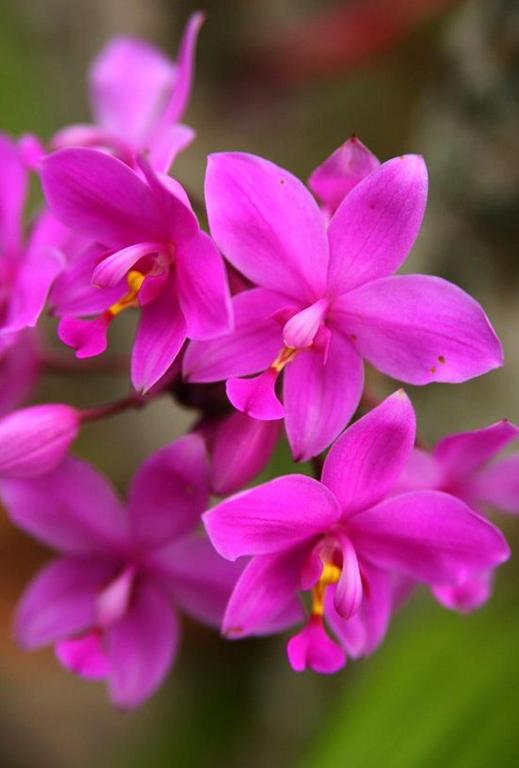 Fotografie z fotogalerie ubytování The Fiji Orchid v destinaci Lautoka