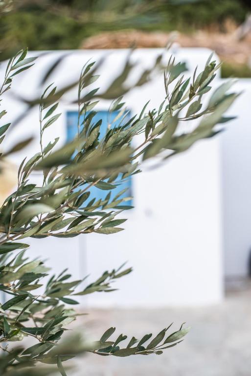 a close up of a plant in front of a building at Gianemma Luxury Apartments in Mylopotas