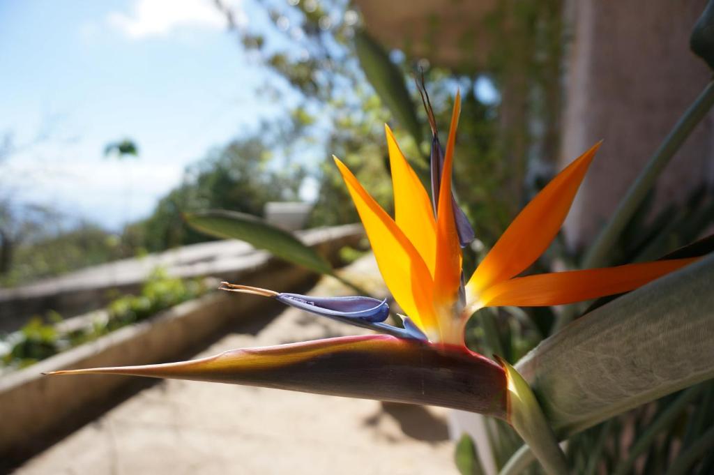 Zahrada ubytování Kefalonia Sea View Cottage