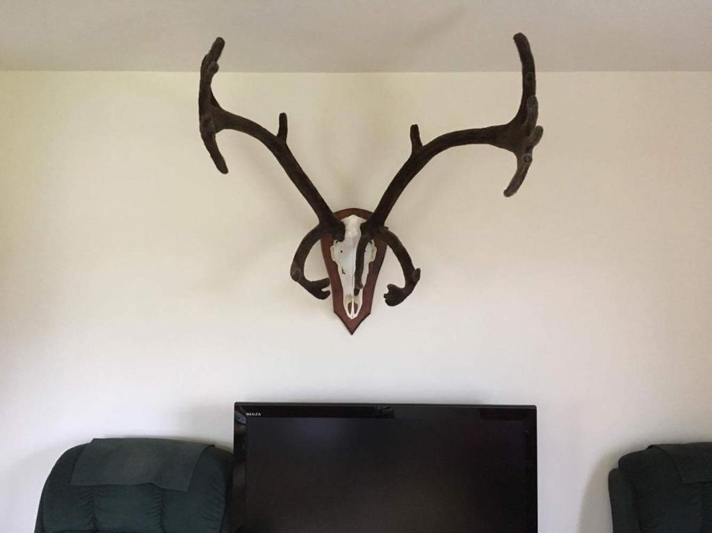 a large antler hanging on a wall next to a tv at Thorbrandsstadir Farm Holidays in Þorbrandsstaðir