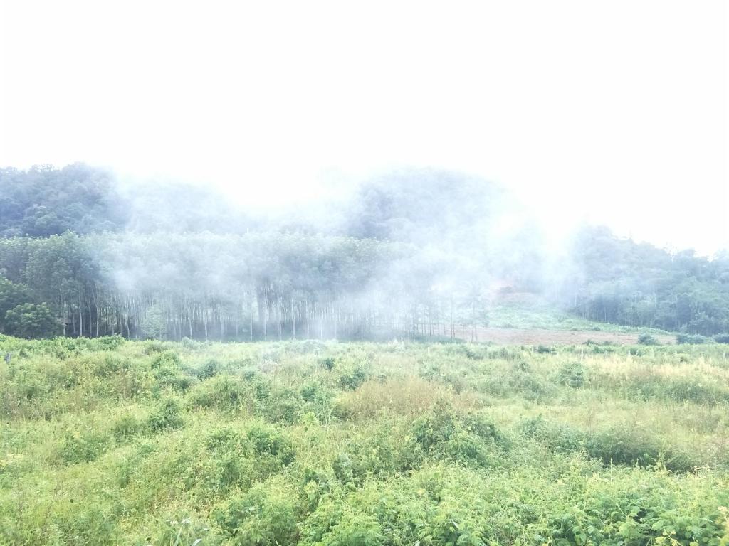 un campo de niebla con árboles en el fondo en Home hug villa, en Ban Bang Rin (1)