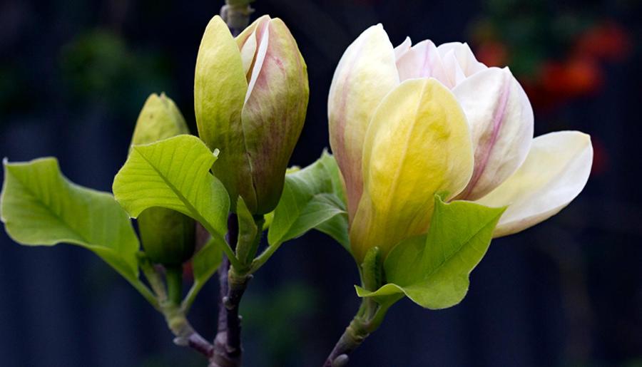 Magnolia House - Resim 26