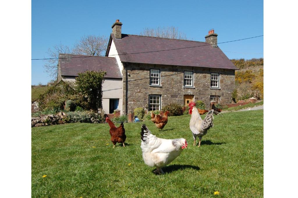 un grupo de pollos parados en el césped frente a una casa en Nantgwynfaen Organic Farm Wales, en Llandysul
