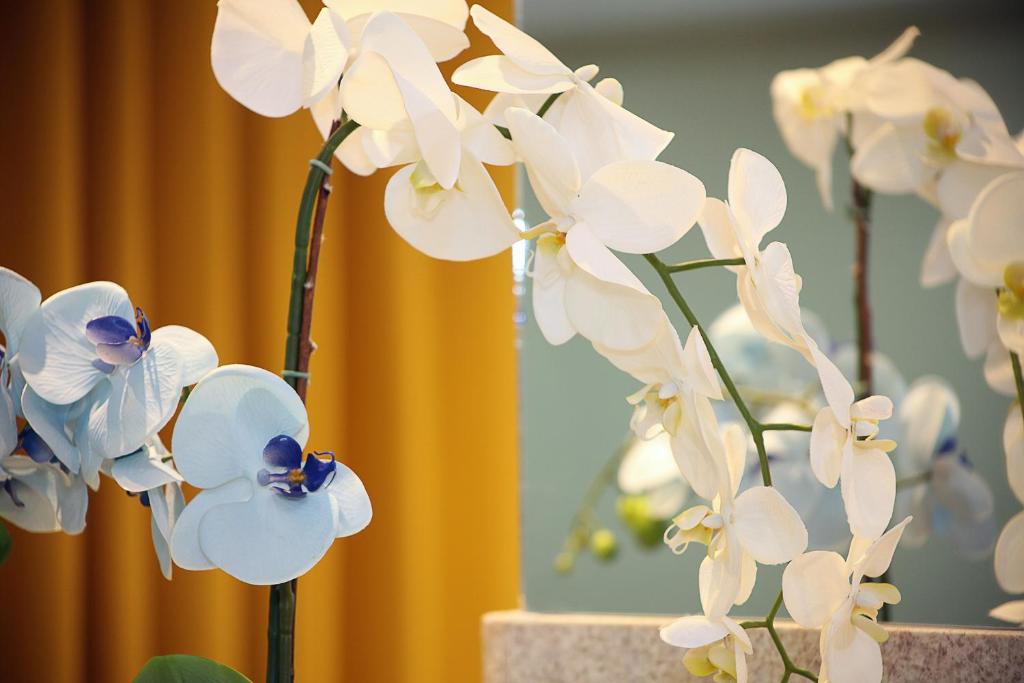  Elegance Praia Hotel