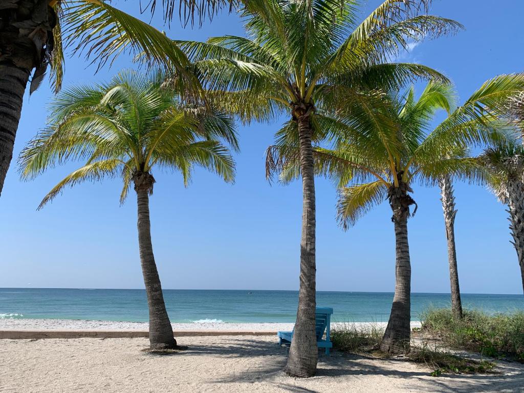 a group of palm trees on a beach with the ocean at Manasota Key Resort in Englewood