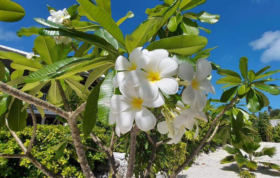 Foto dalla galleria di Pension Tiputa Lodge Rangiroa a Tiputa