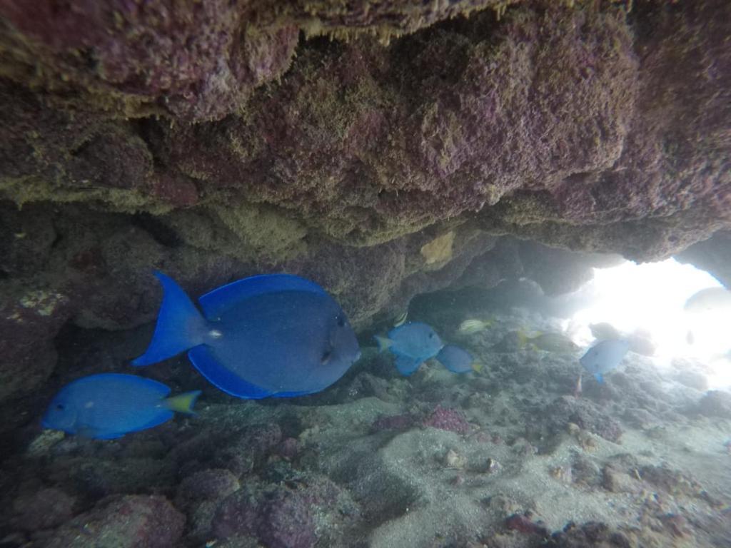  Apto Maravilhoso Tudo a Pé em Porto de Galinhas