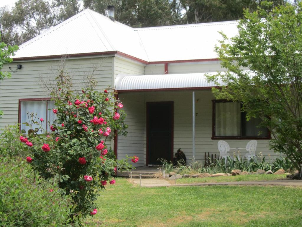 a white house with a bush with red roses at Acacia Cottage in Tumbarumba