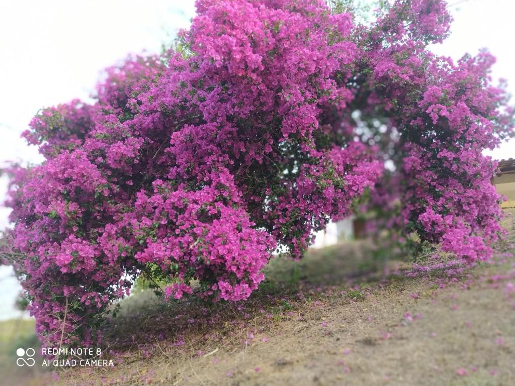  Sitio Rural nas Montanhas de Teresópolis