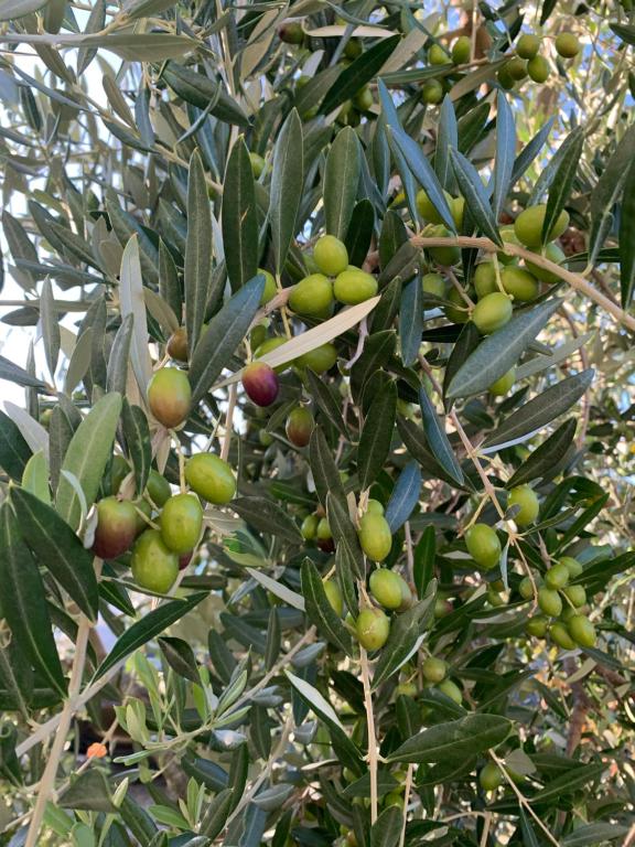 Agriturismo Poggio Tobruk - 19