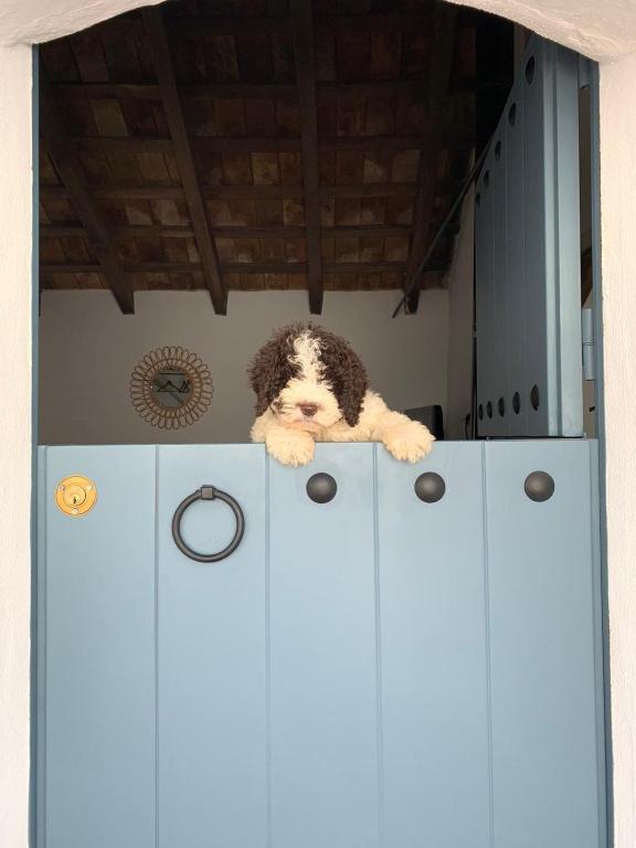 Un perro acostado encima de unos armarios. en La Puerta Azul, en Bornos