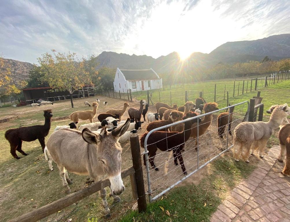 a herd of sheep and goats in a field at Alpaca Inn in Montagu