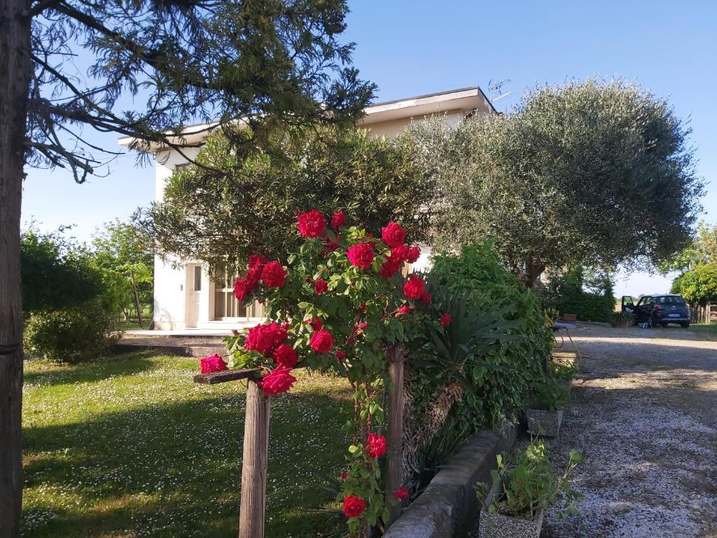 un bouquet de roses rouges dans un jardin dans l'établissement La Celeste a Montegaldella -VI - Italia, à Montegaldella