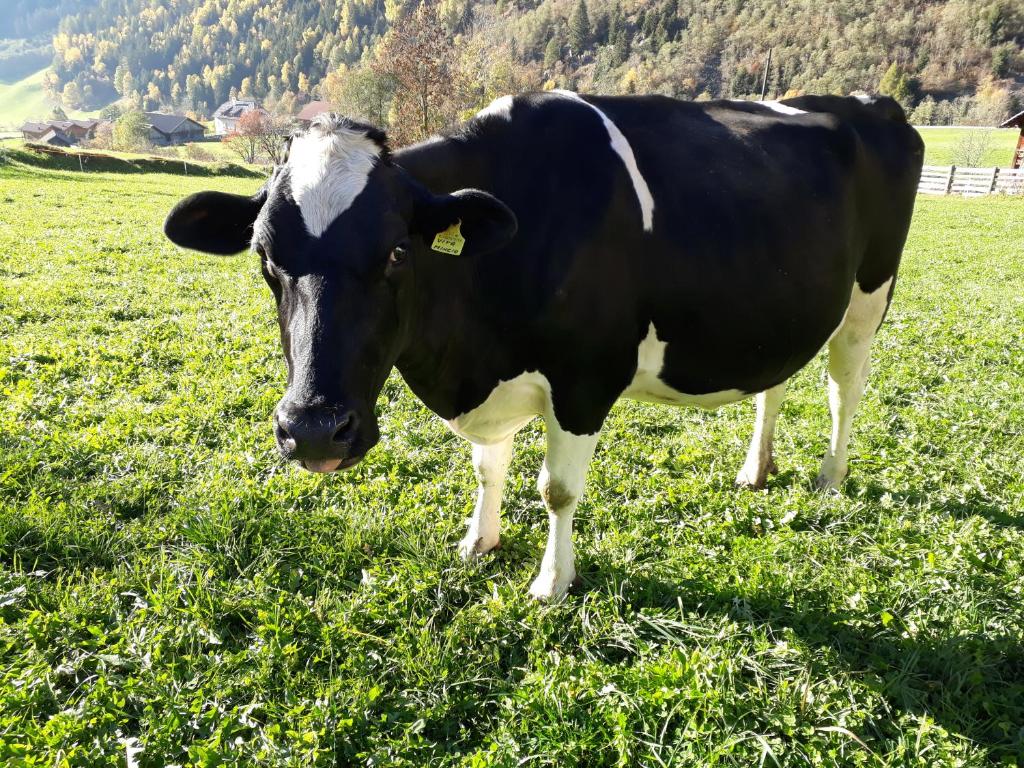 Zvířata v farmy nebo okolí