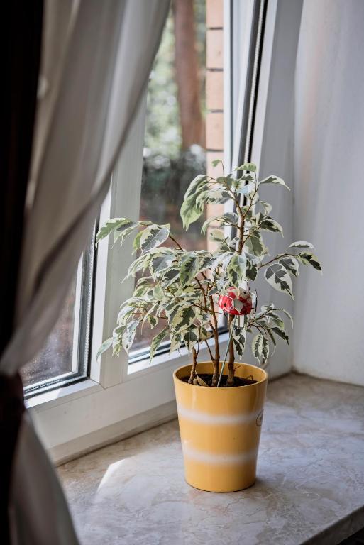 Fotografie z fotogalerie ubytování Pension Bertha v destinaci Jena