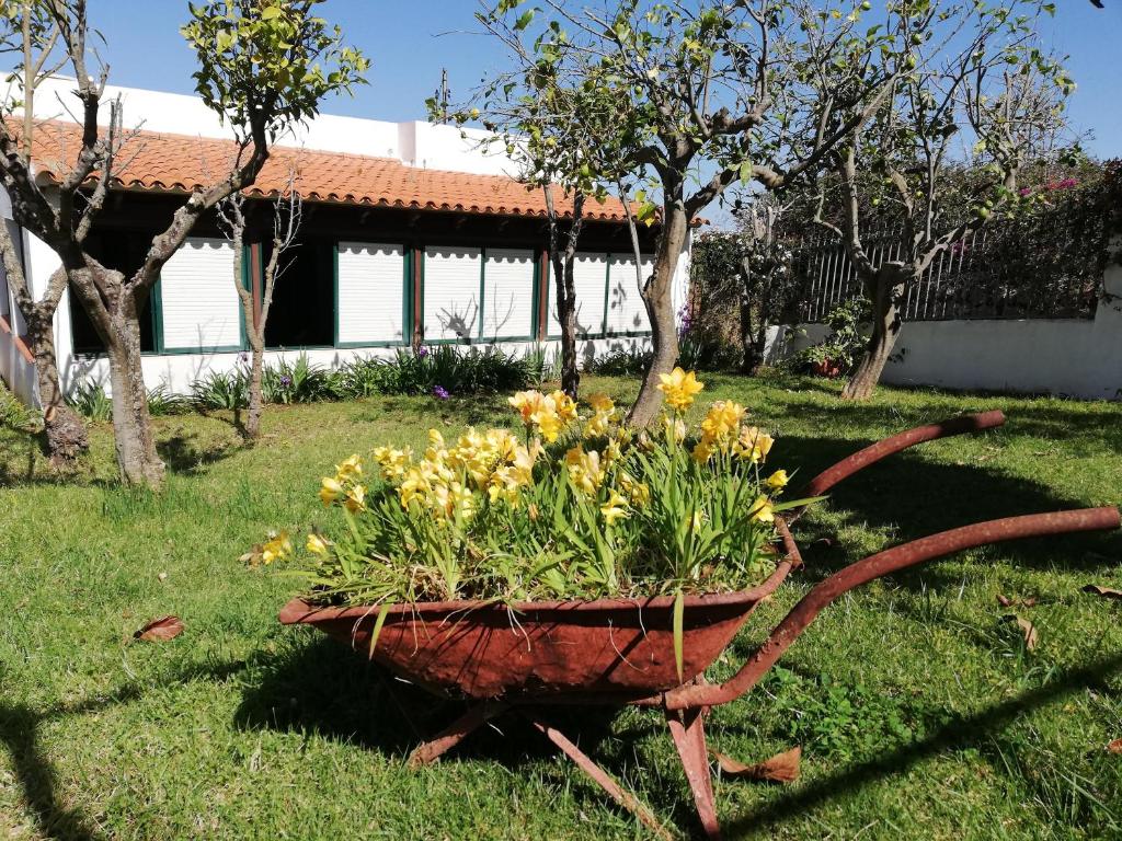 a flower pot sitting in the grass in a yard at CASA RURAL LIMÓN Y SOL in Sauzal