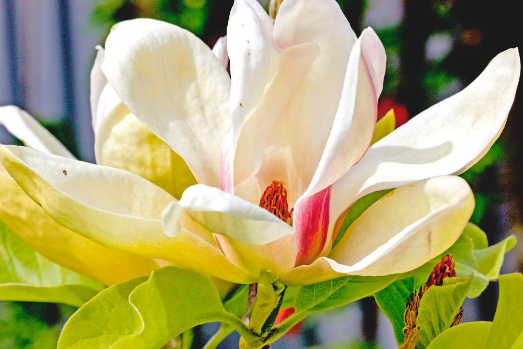 un primer plano de una flor blanca y amarilla en Magnolia House, en Blenheim