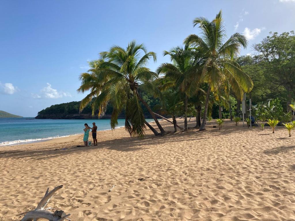 un grupo de personas de pie en una playa con palmeras en Coco-Mango Apt C, en Deshaies