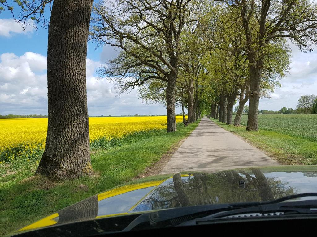 um carro a conduzir por uma estrada ao lado de um campo de colza em Morizan em Röbel