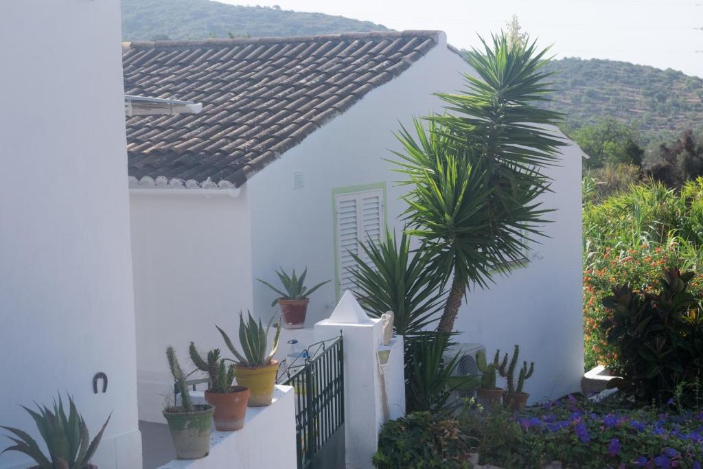 een wit huis met palmbomen en planten bij Casa Da Cabeça in Faro