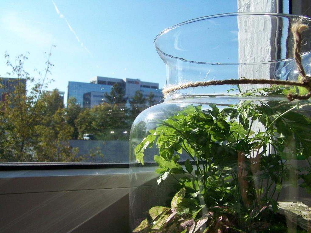 a glass jar with a plant in a window at Bright Side Apartment Koszutka in Katowice