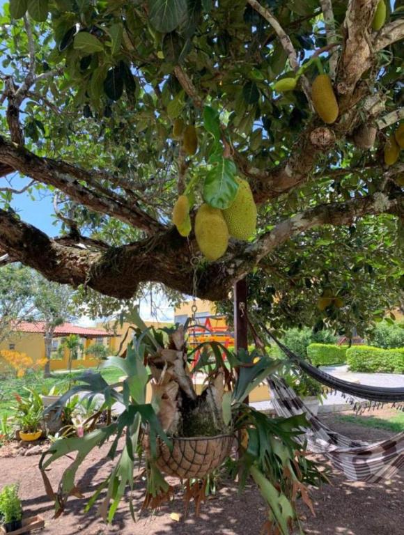  FLAT PARAISO DA SERRA NEGRA-BEZERROS PE