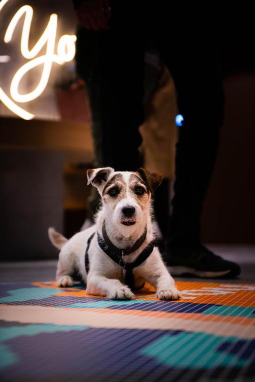 a small dog sitting on the floor next to a person at YOU Are Deauville in Deauville