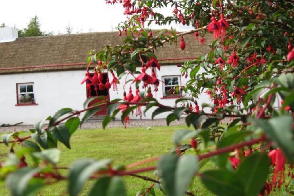 a house with a tree with red flowers in front of it at Con’s Cottage in Killybegs