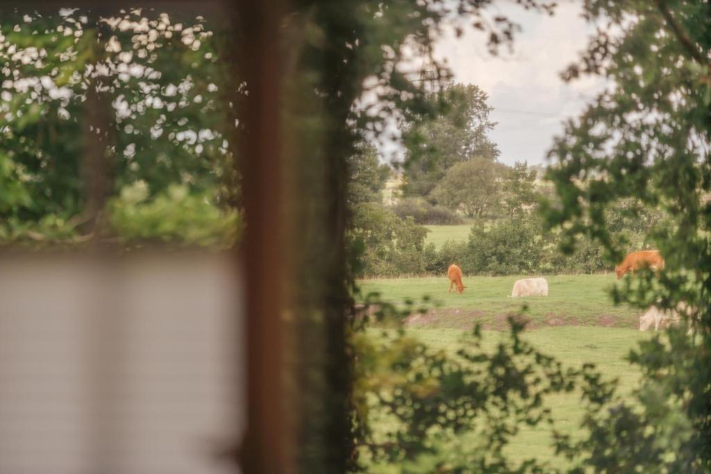 Zahrada ubytování "Reetland" - Haus Hartwig