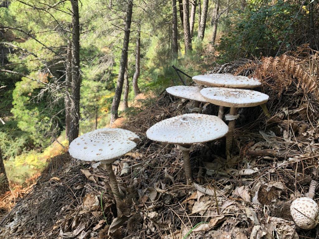 Fotografie z fotogalerie ubytování Hotel Barbacedo v destinaci Mijares