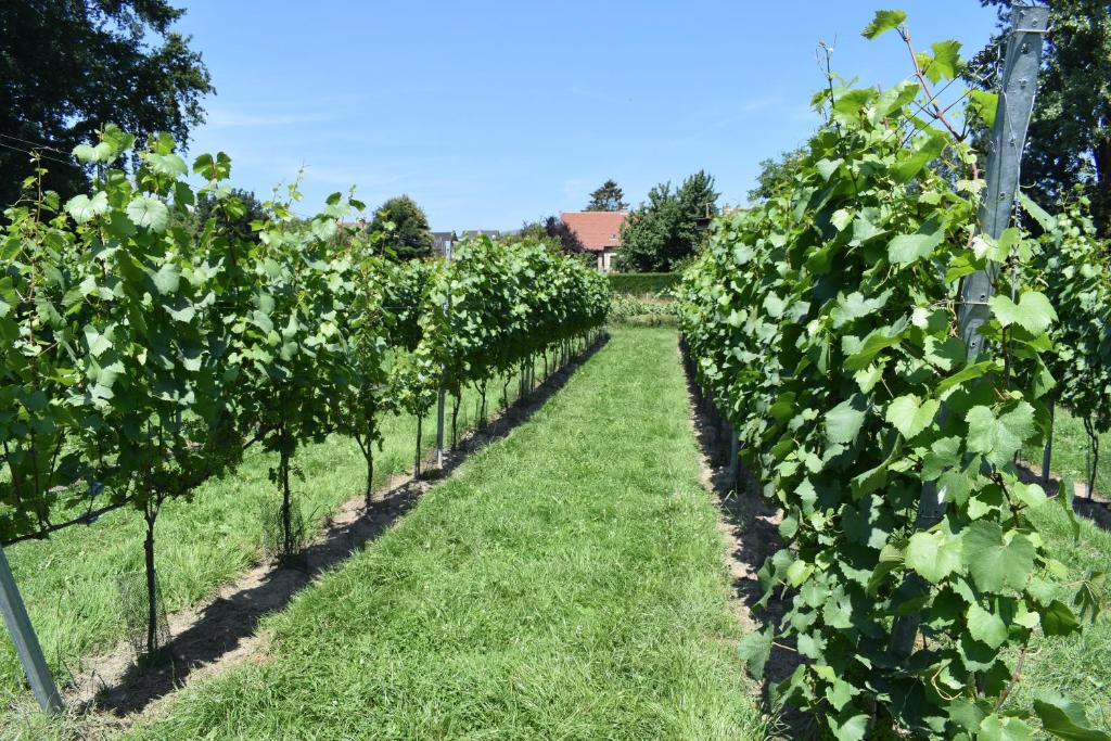 Zahrada ubytování B&B Gellick