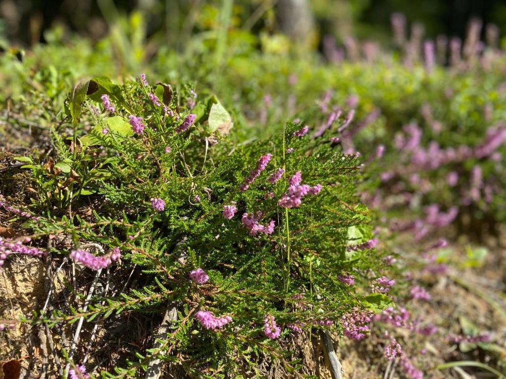 Zahrada ubytování Pine Lodge
