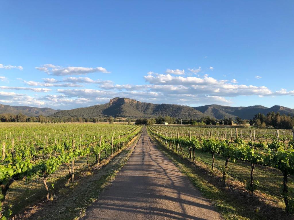 a road through a vineyard with mountains in the background at Nightingale Villas in Broke